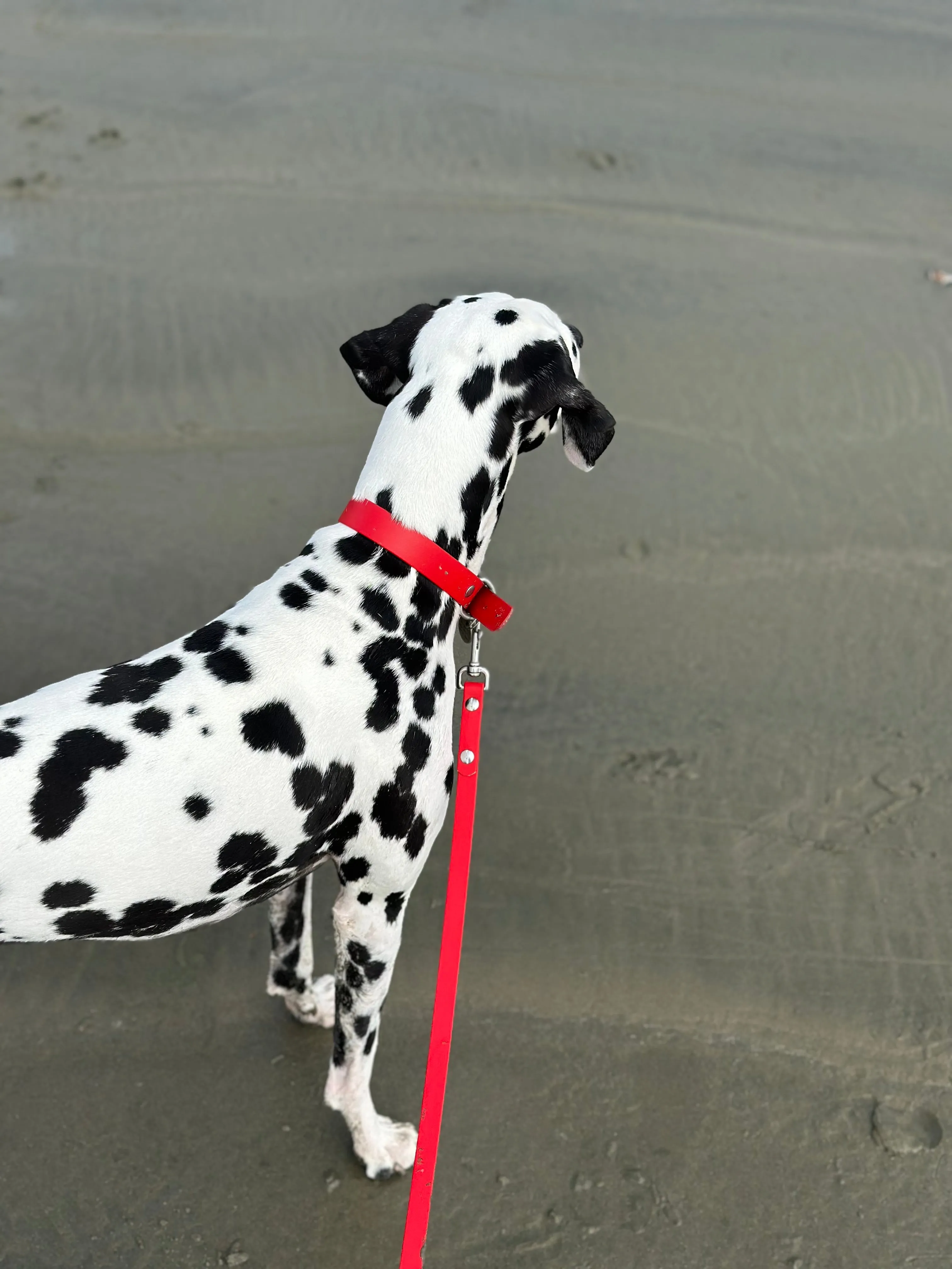 Walk By Good Boy - Biothane Collar - Chili