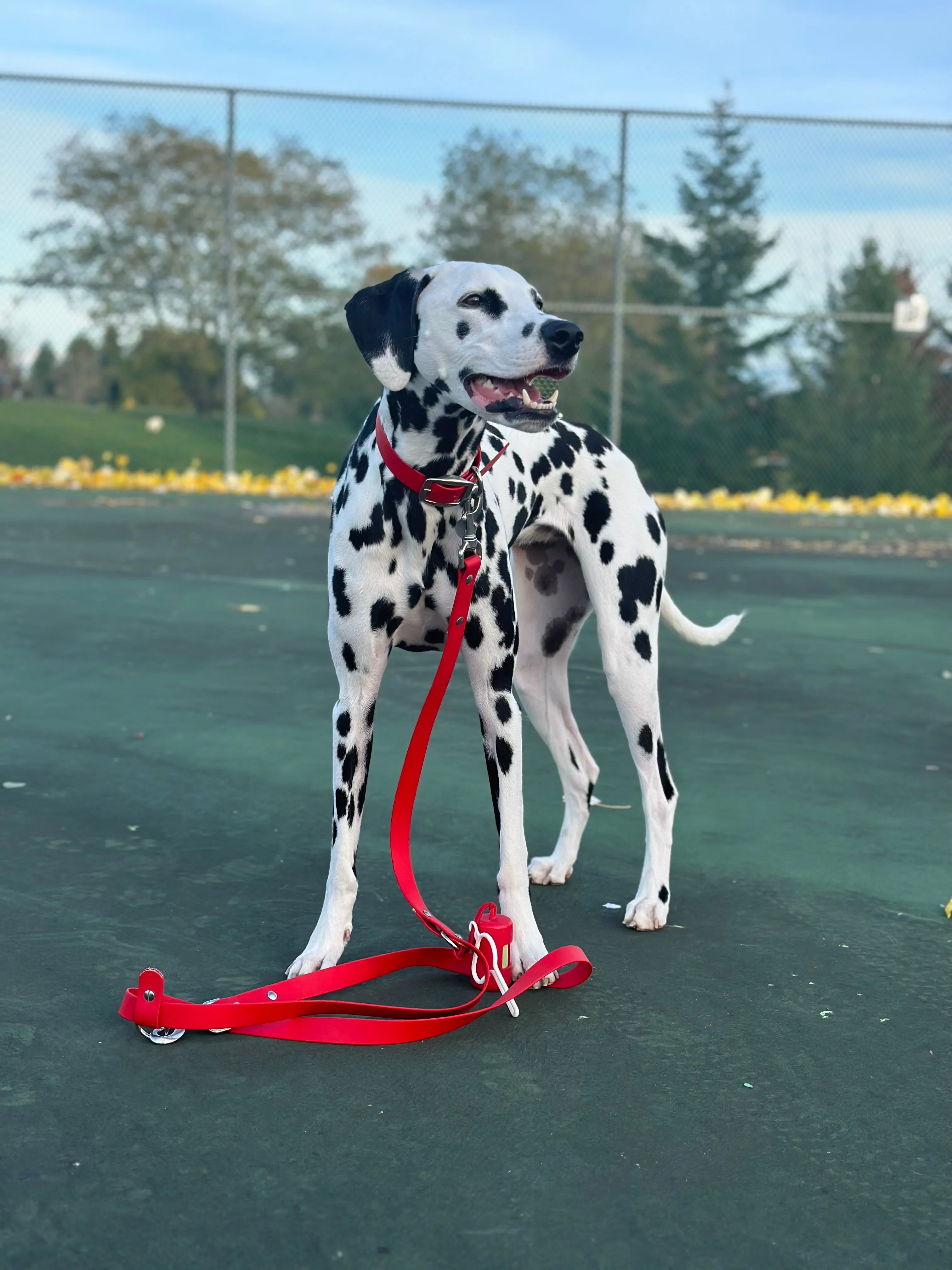 Walk By Good Boy - Biothane Collar - Chili