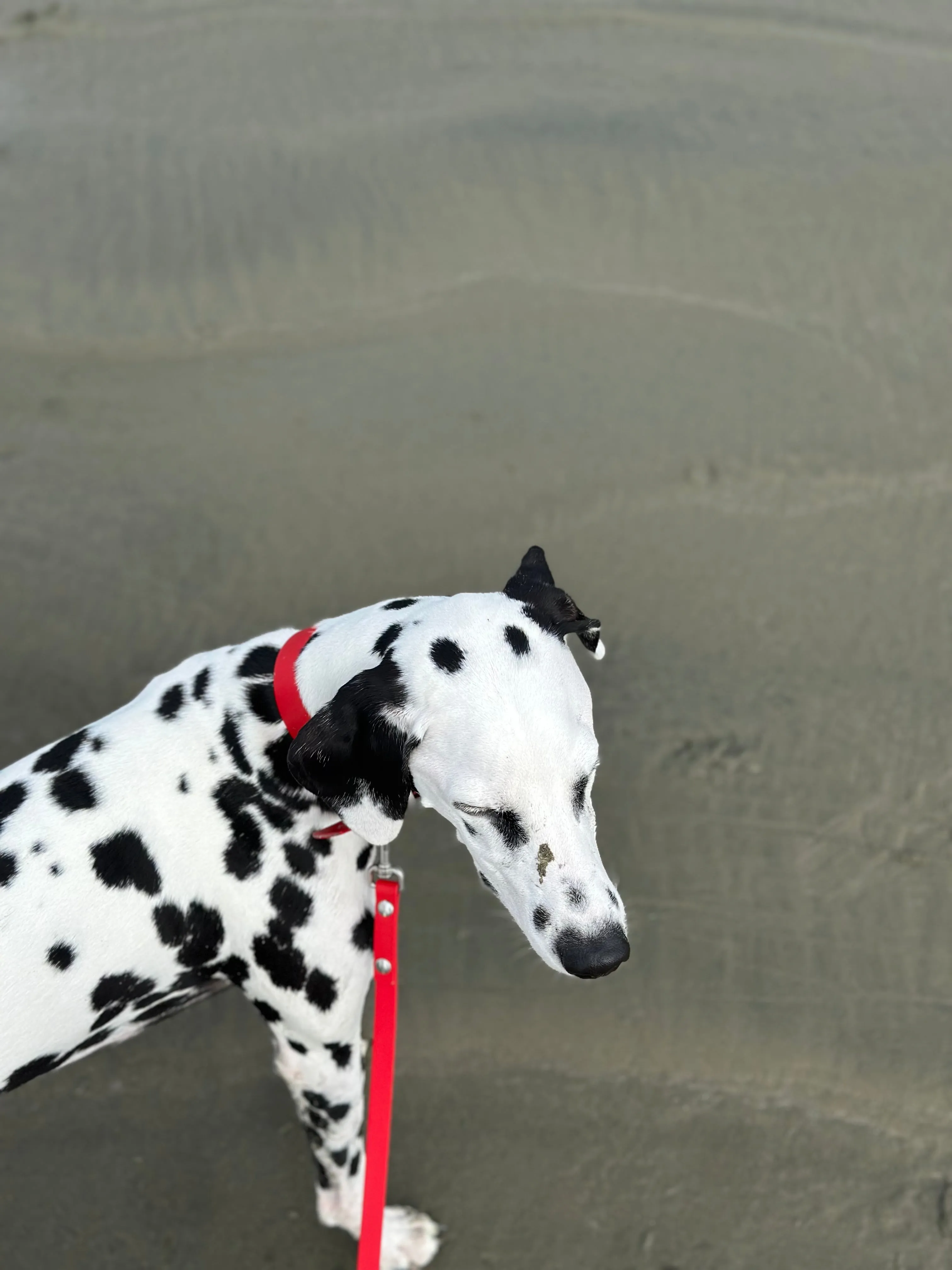 Walk By Good Boy - Biothane Collar - Chili