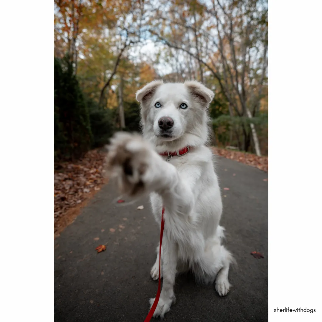 Walk By Good Boy - Biothane Collar - Chili